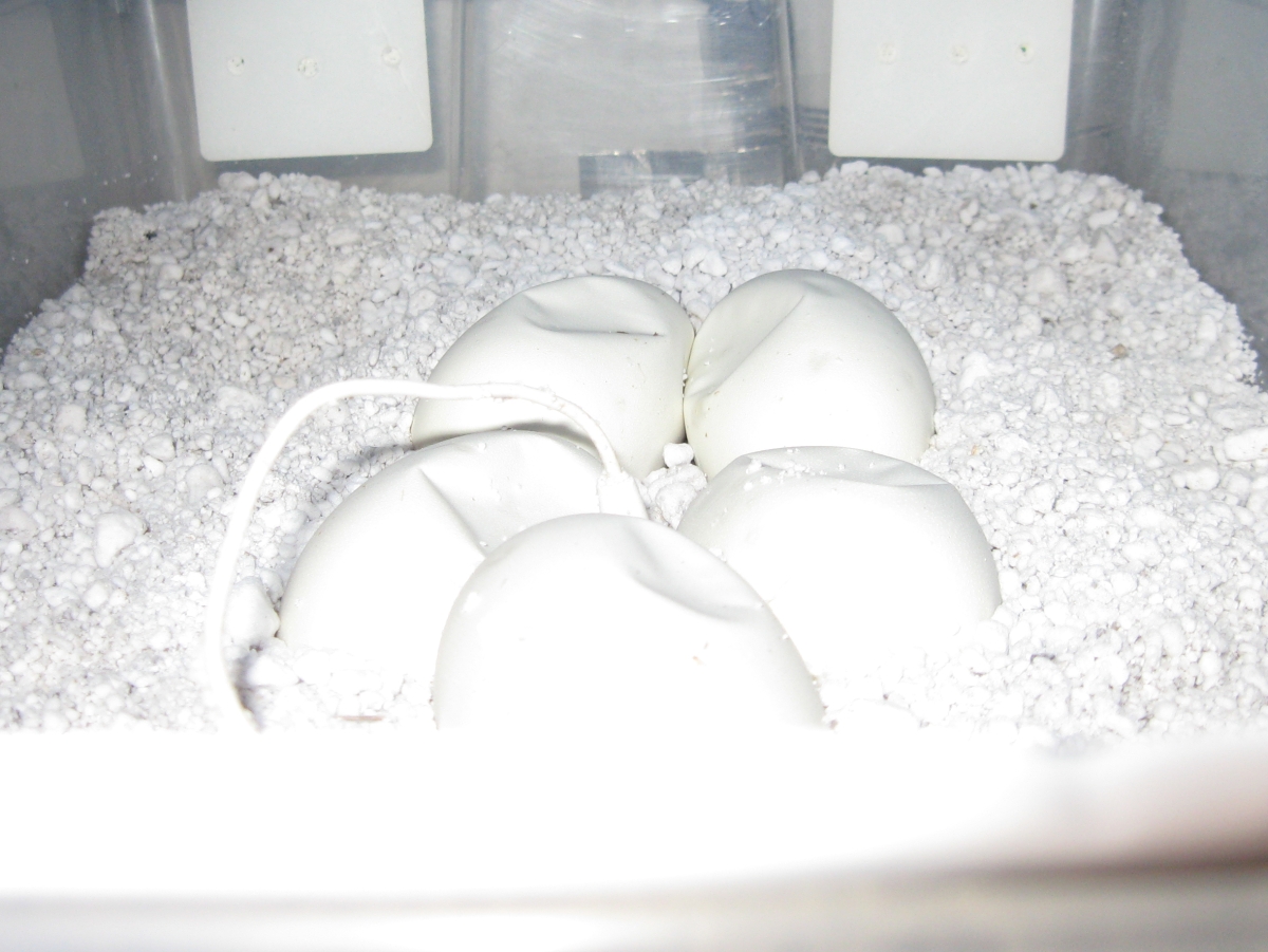 Delilahs eggs day 45