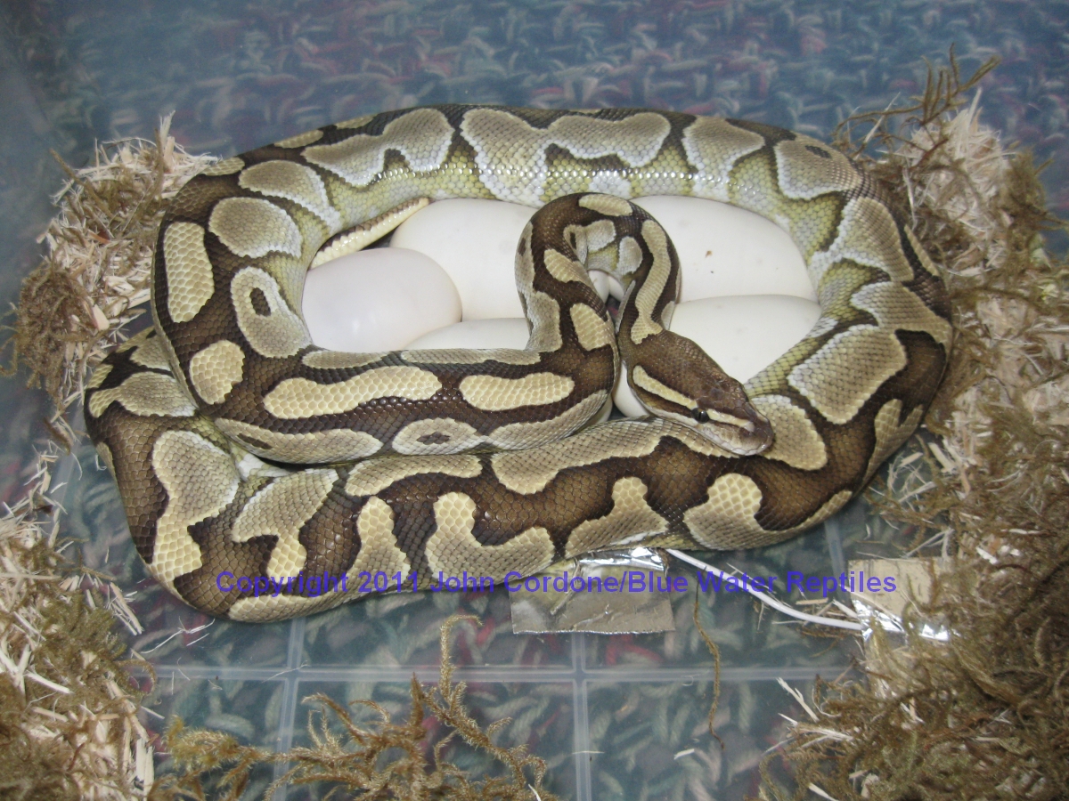 Delilah's Eggs just laid 4-23-2011