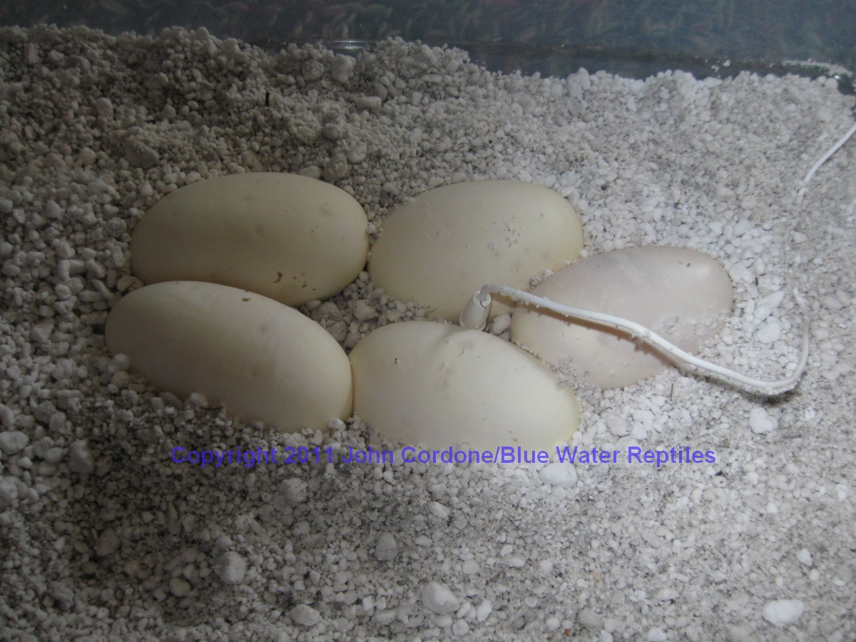 Delilah's Eggs just laid 4-23-2011