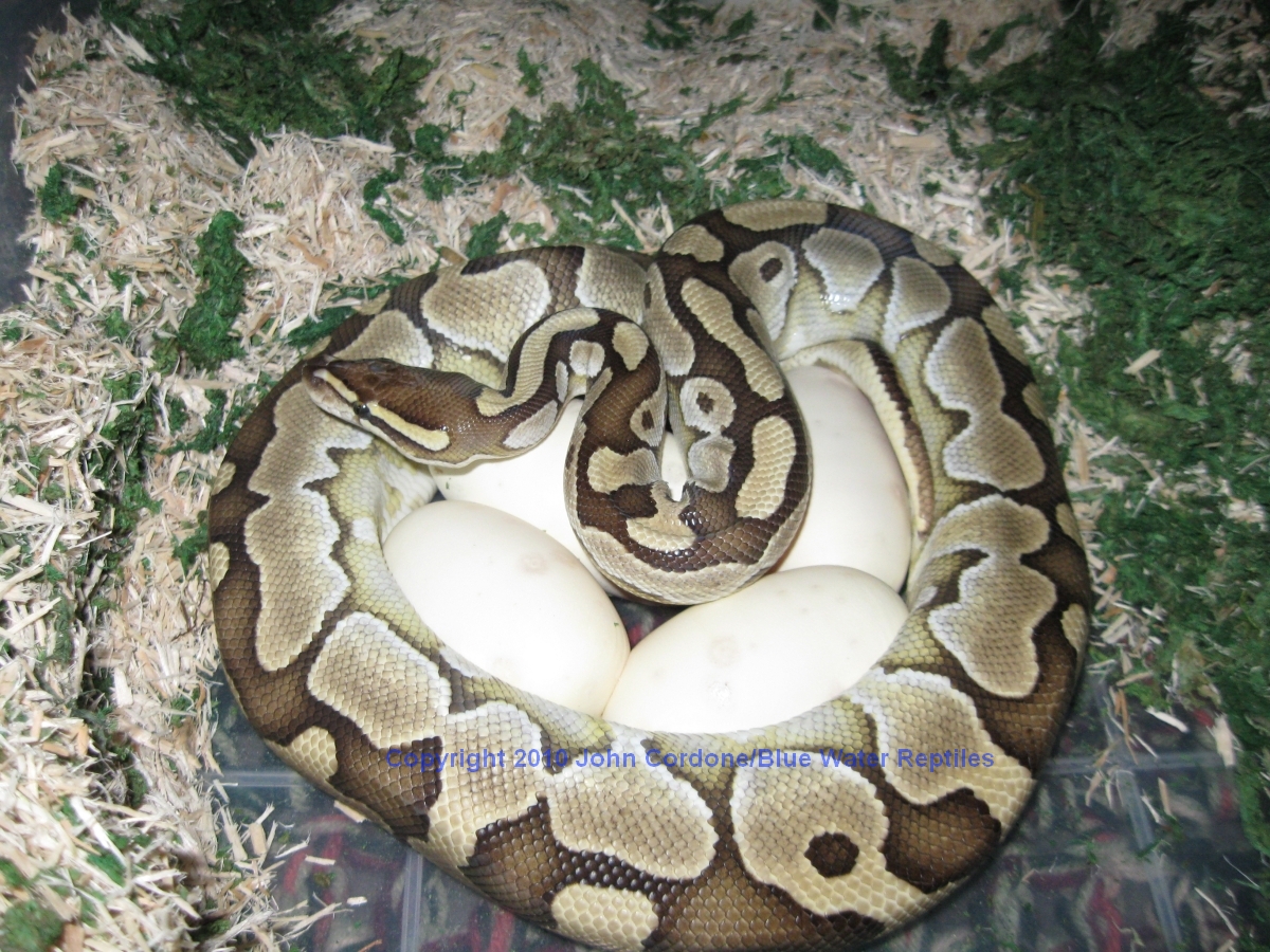 Delilah's first clutch ever