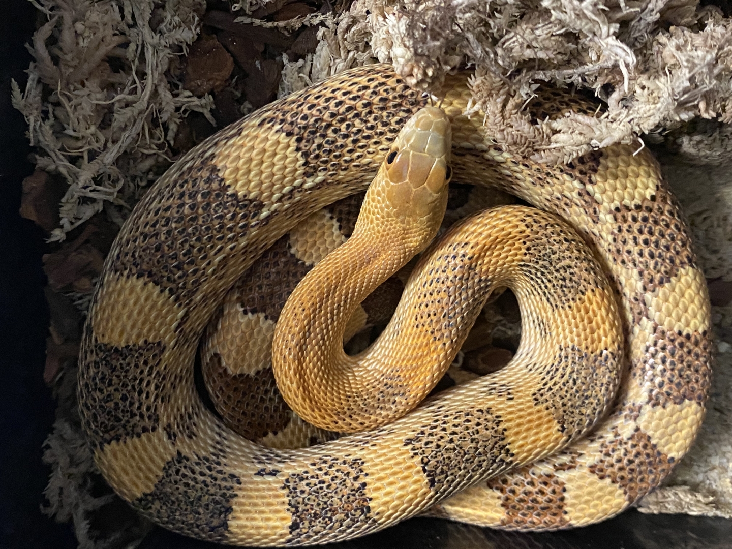 Deppei Jani pair
