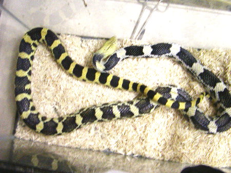 Deppei_Deppei_yellow_male_