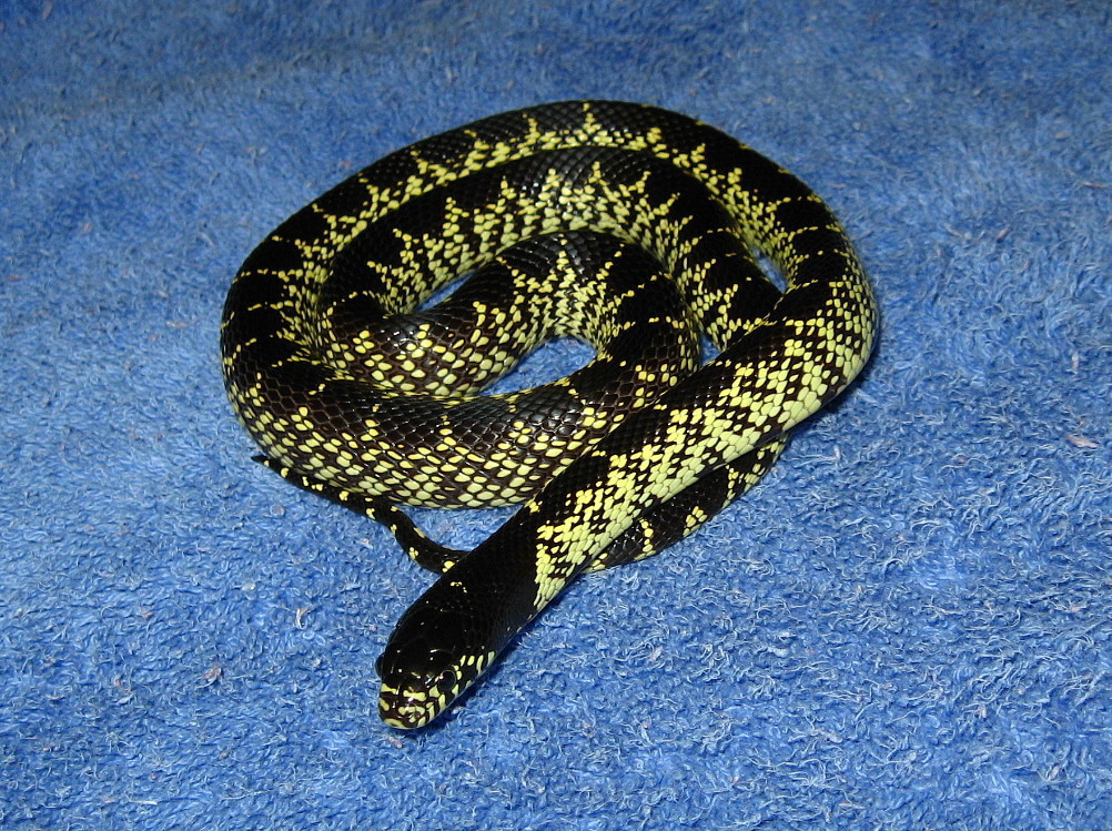 Desert kingsnake (2009 female)