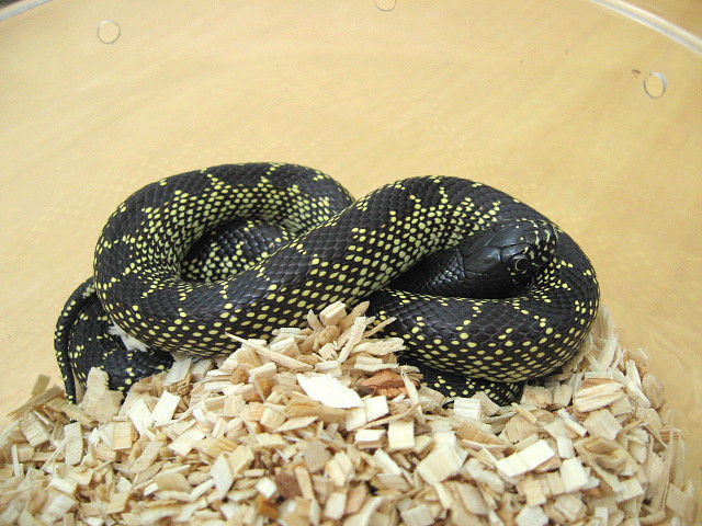 Desert kingsnake (2009 male)