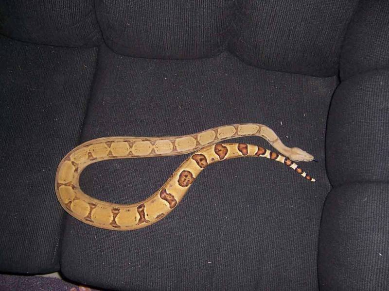 DH Ghost Female