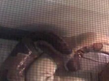 Dh sunglow male and albino female breeding