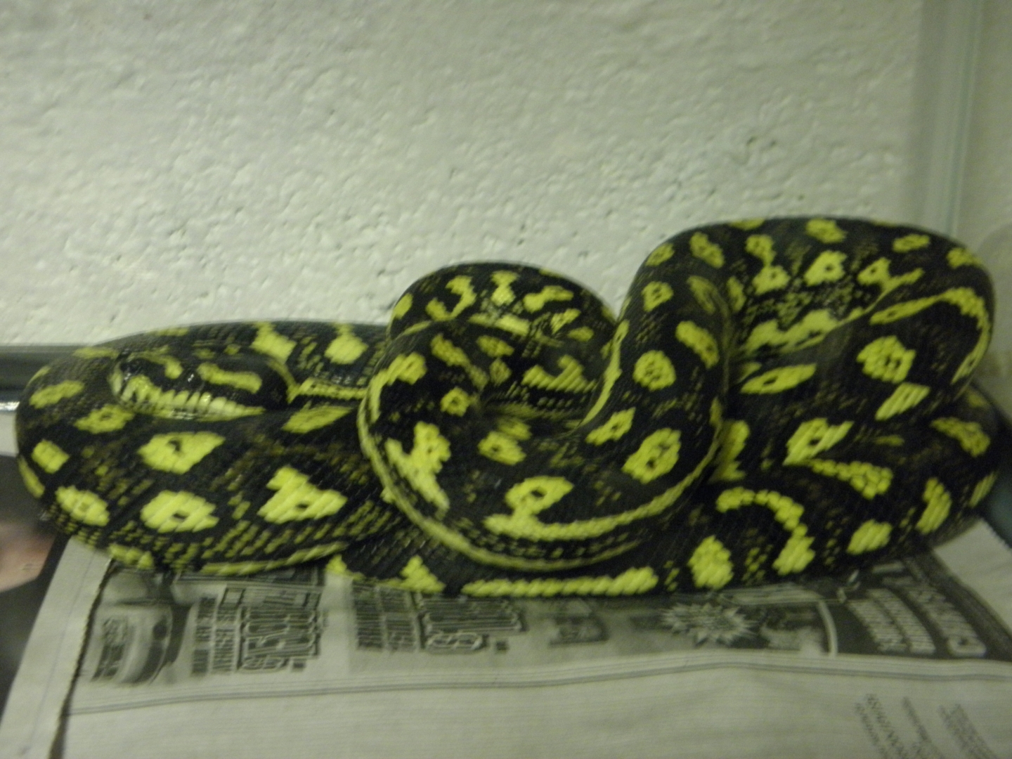 Diamond Carpet Python