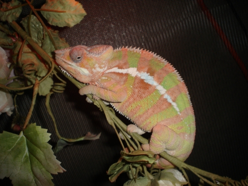 Diego Suarez