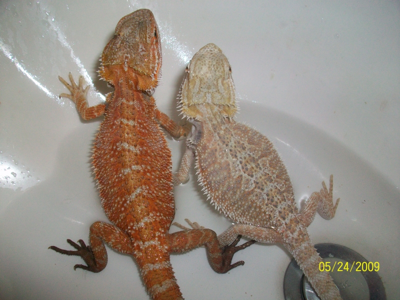 Diff colors.