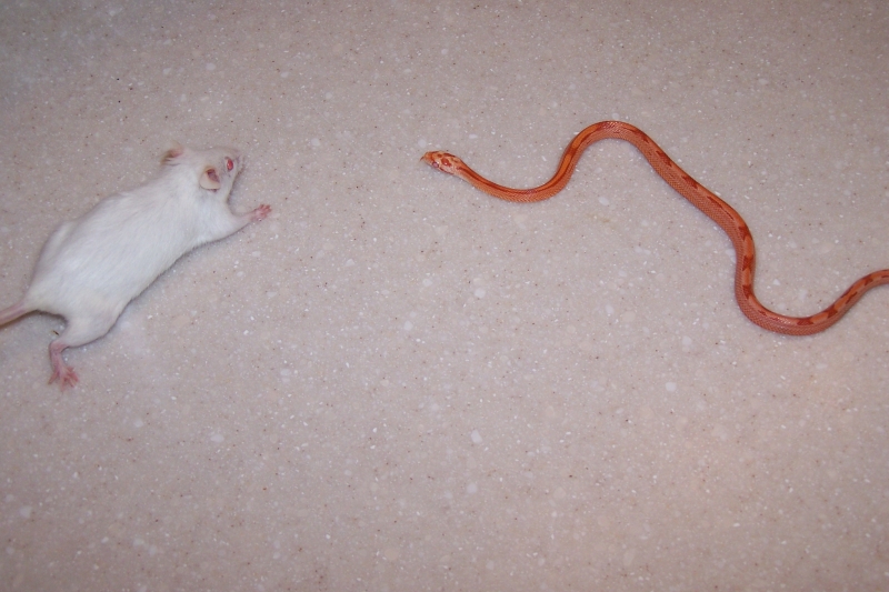 Dinner time