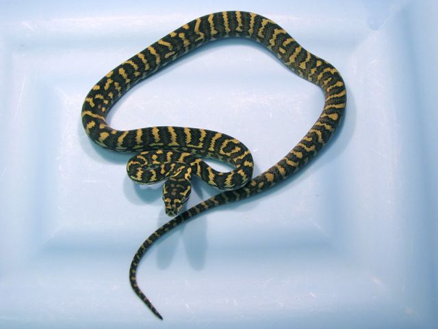 DJJ female sib 2011