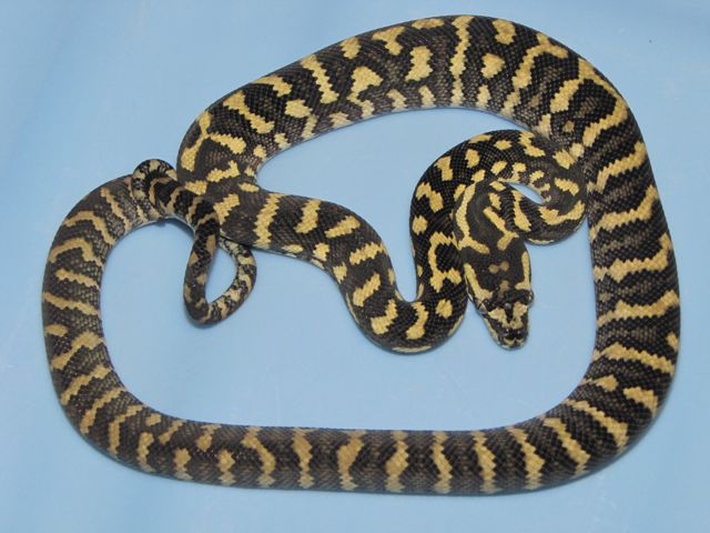 DJJ male sib 2011