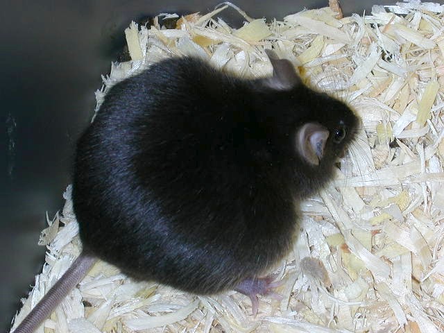 do I look fat?