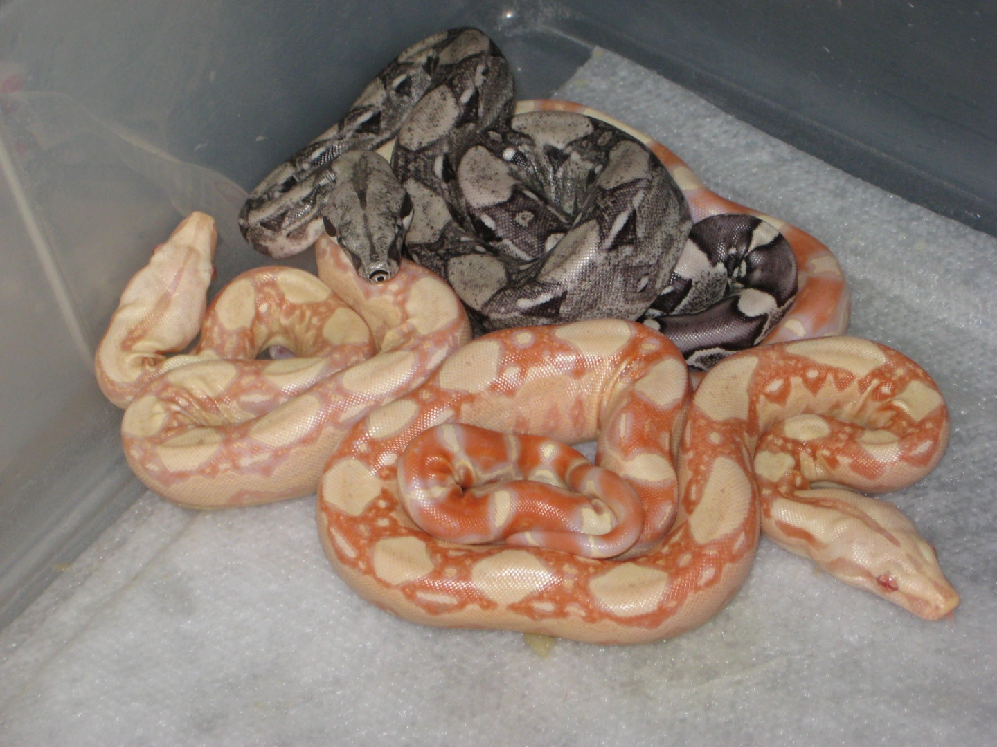 (DOB 03/08/2010) Albinos, anerys, and normals.