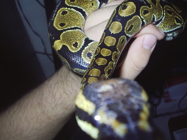 doesnt slither right for the picture