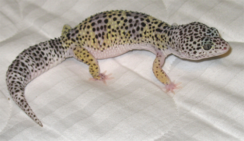 domino