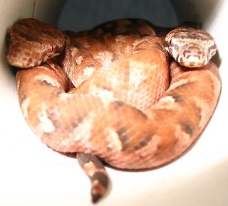 Double header Fiji boas