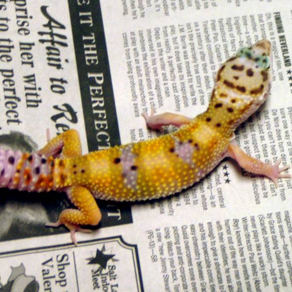 Double_het_male2_pic21