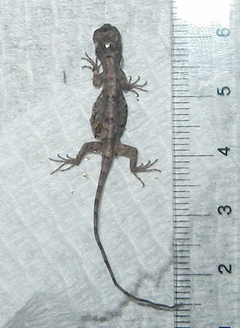 Draco volans hatchling