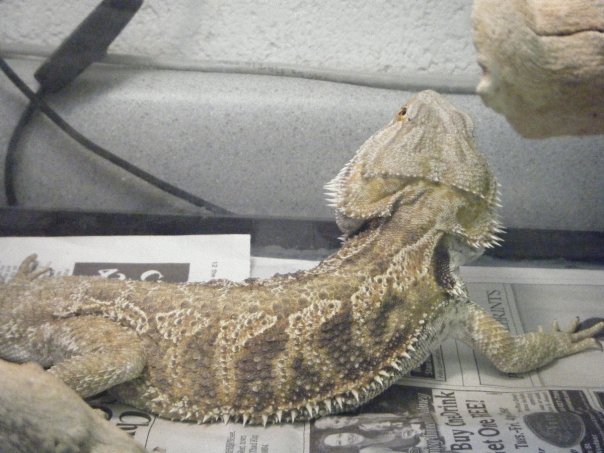 Draco