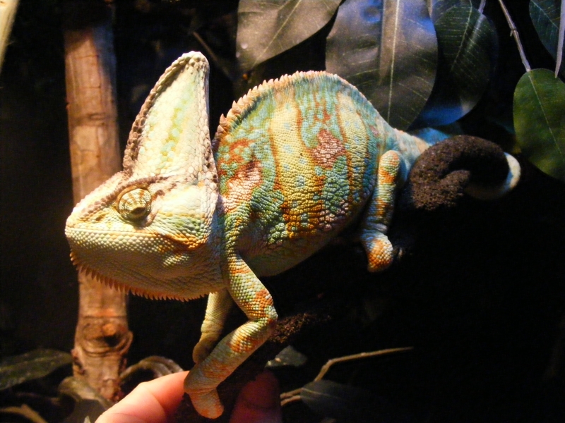 draconis