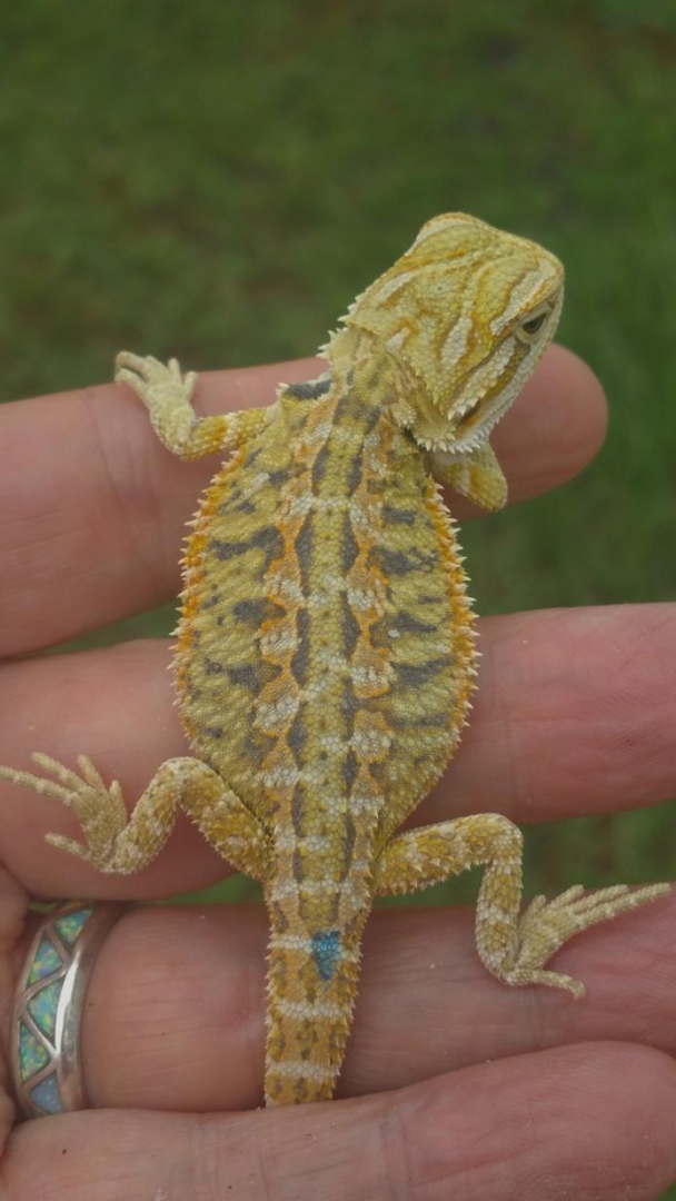 Draggintailspicture