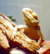 Dragon Portrait