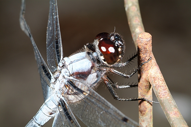 Dragonfly