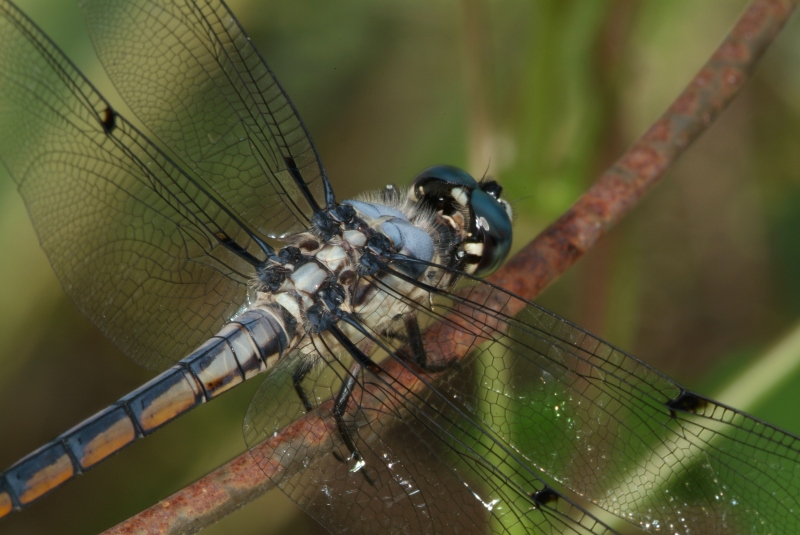 Dragonfly
