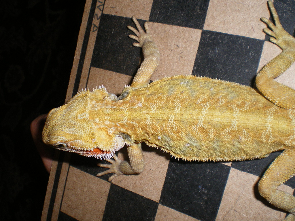dragons
