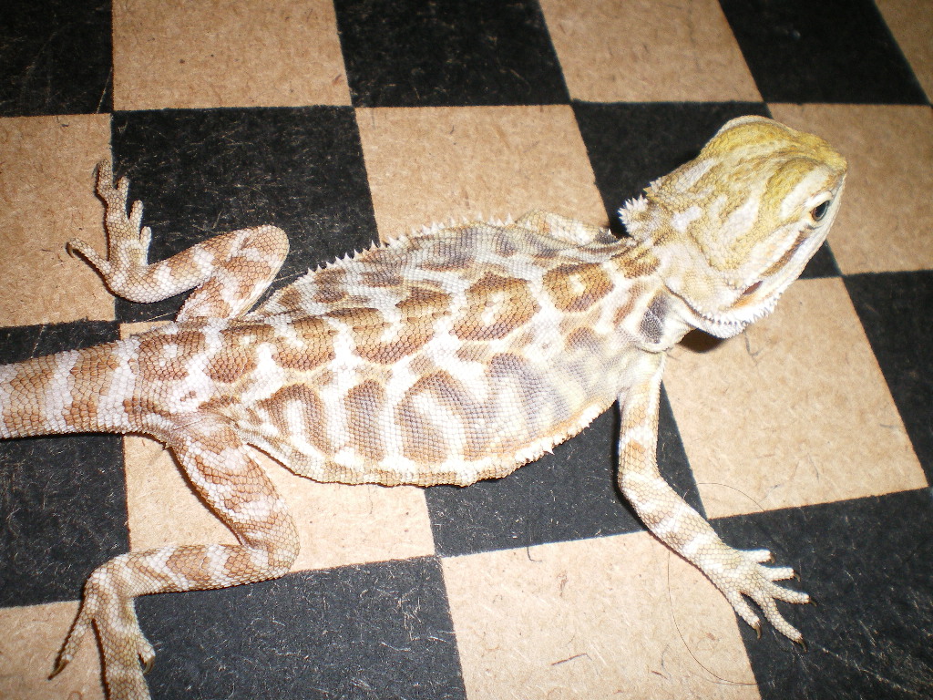 dragons