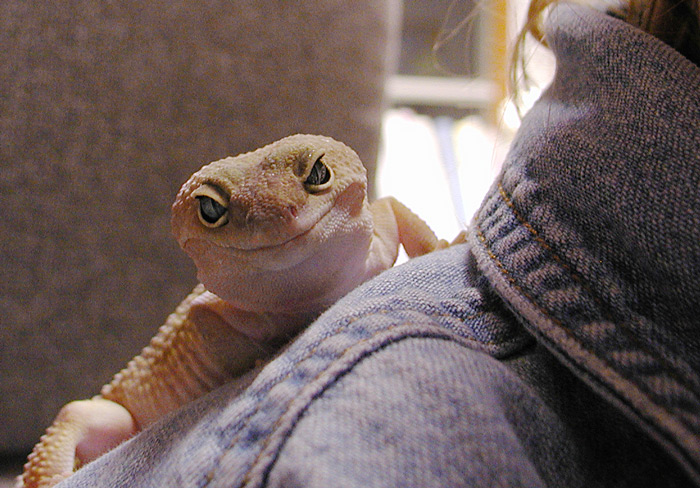 Drumstick sitting on my shoulder