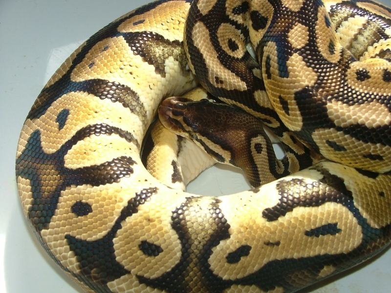 DSCF7611