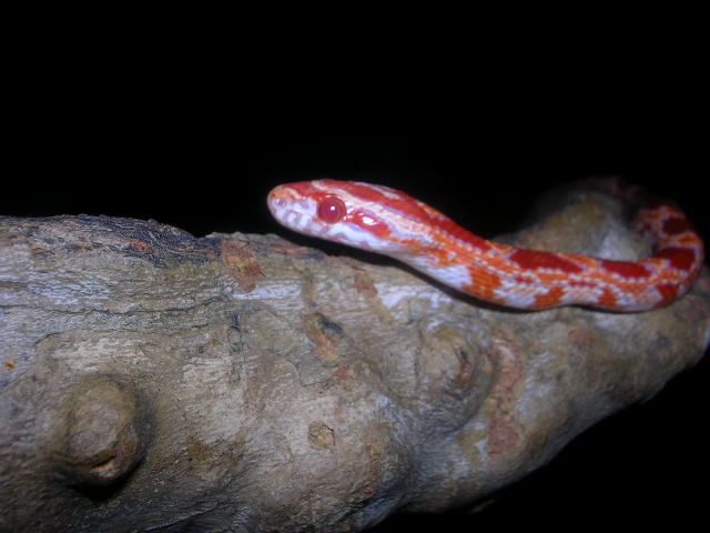 DSCN2458