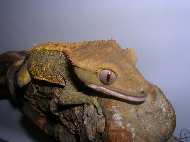 DSCN2561