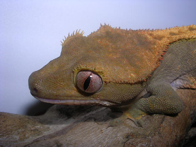 DSCN2564