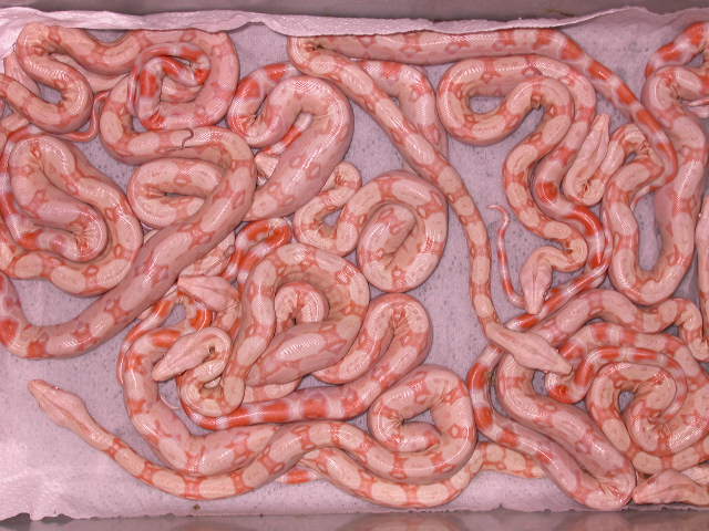 DSCN3241