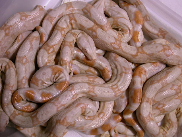 DSCN3254