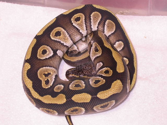 DSCN4134