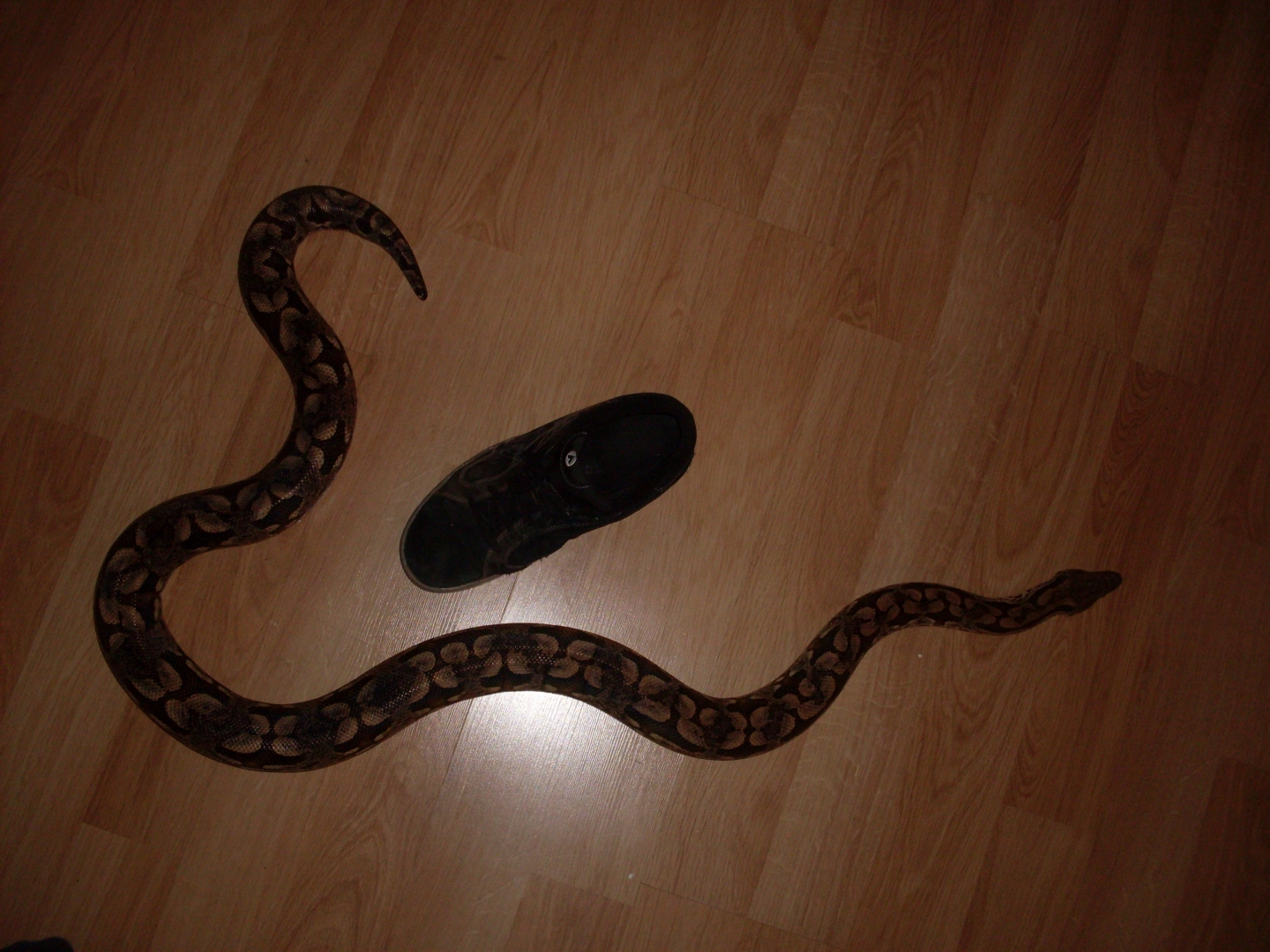 Dumerils Boa (Fem)