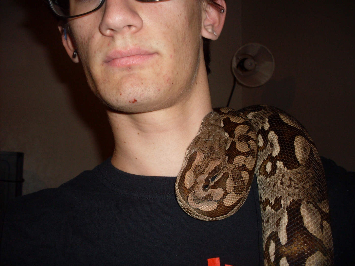 Dumerils Boa (Fem)