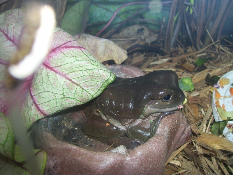 dumpy tree frog