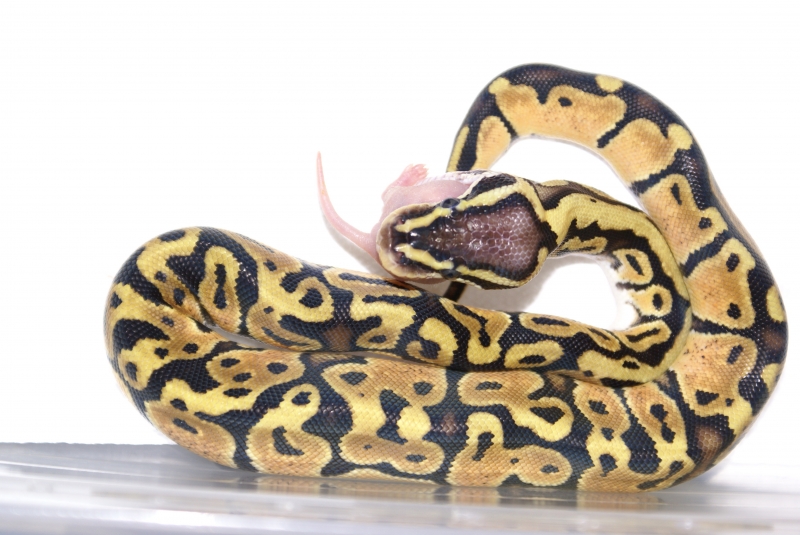 Duncan eats like a champ!