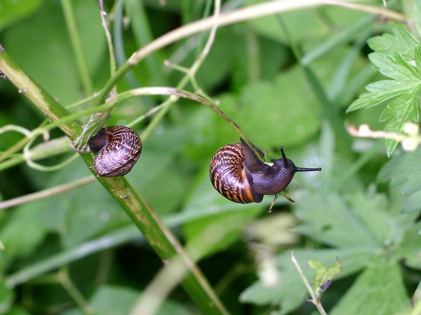 Duo