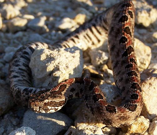 Dusky pigmy rattlesnake