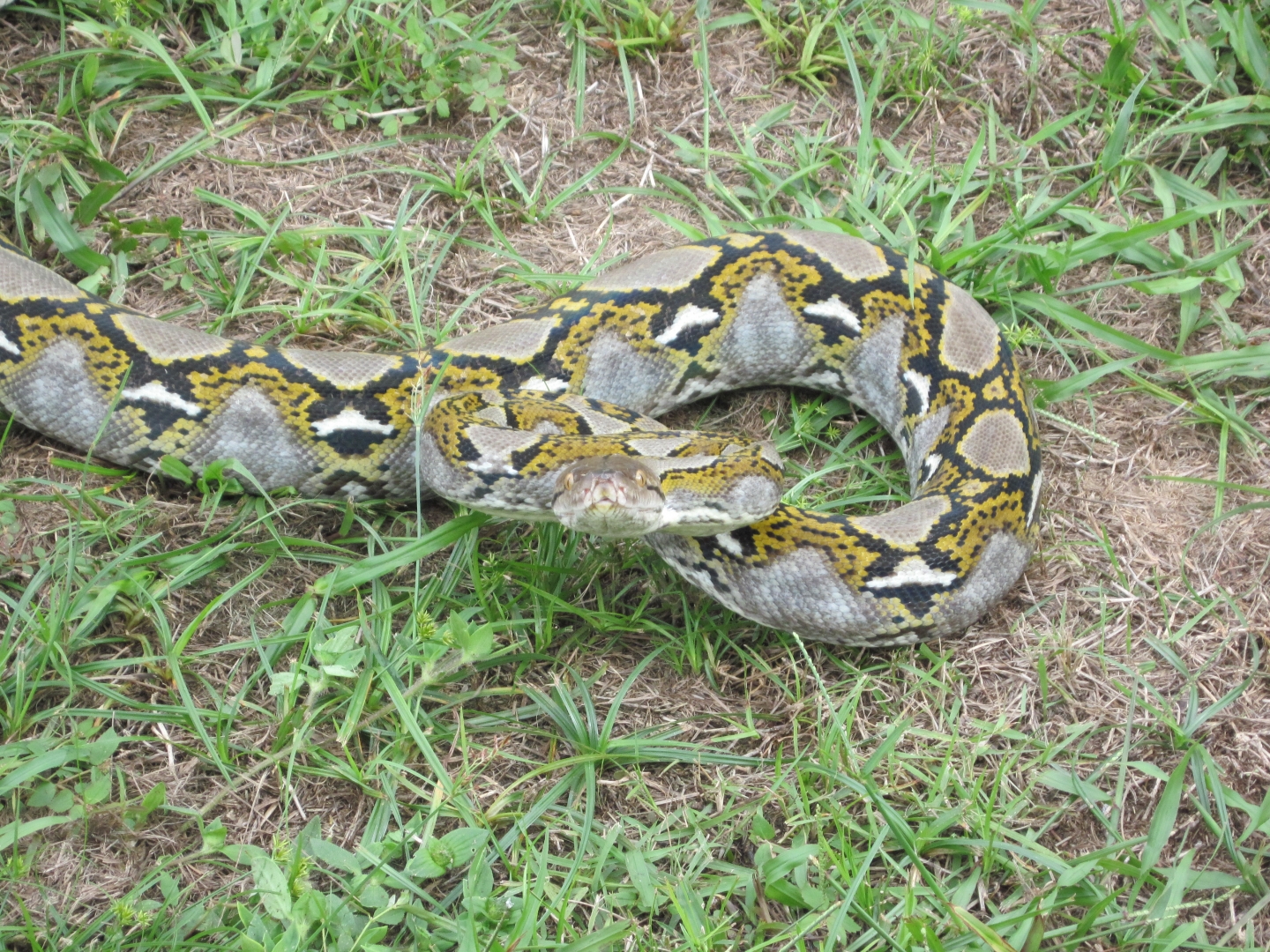 dwarf female