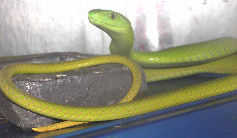E.A. Green Mamba