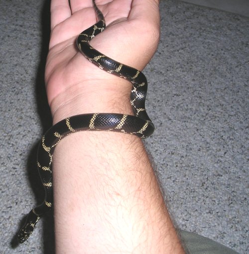 E. Chain King
