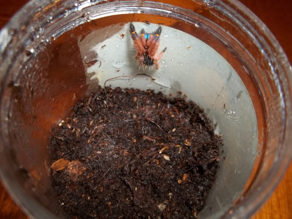 E. cyanognathus Sling