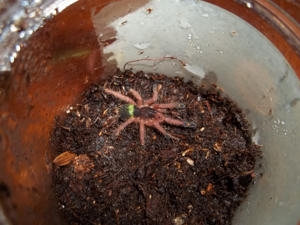 E. cyanognathus Sling